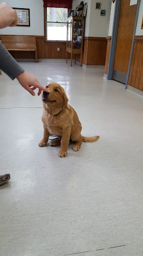 Chesapeake Animal Hospital