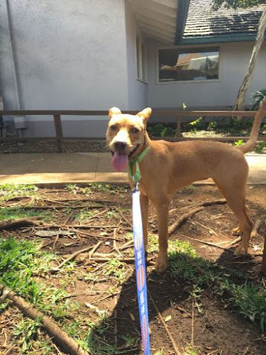 Paw Addicts Pet Care Services