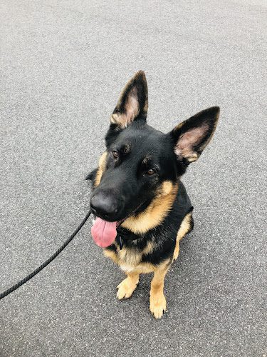 Take The Leash K9 Training