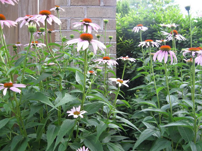 Stephanie D. Story ND, CNS