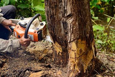 A Affordable Tree Service