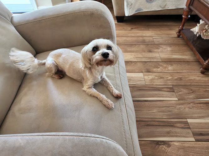 Sitters by the Sea – Pet & House Sitting Services