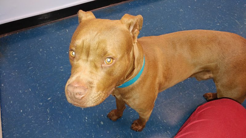VCA Animal Care Center