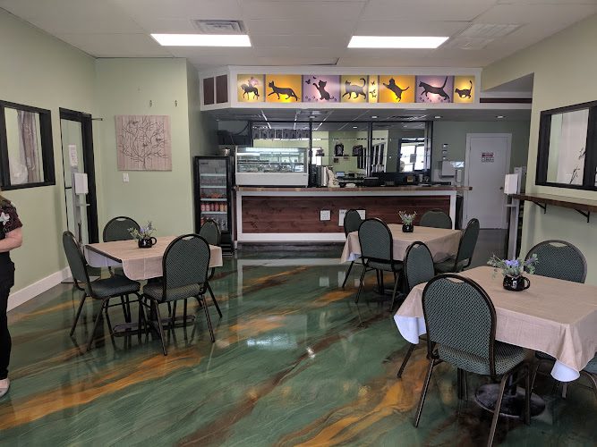 Kitty Kingdom Cat Café