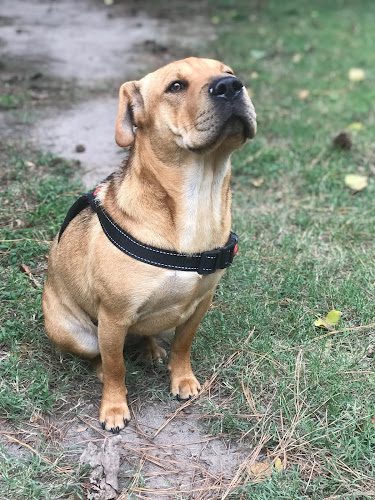 CLAUDIA’S DOGS doggy daycare & boarding