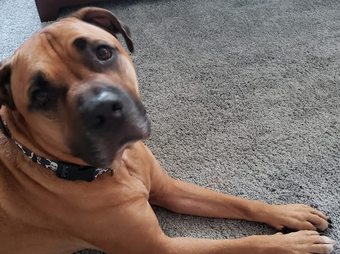 Carpenter-Pope Veterinary Hospital