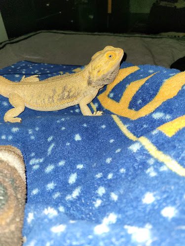 Midway Veterinary Hospital