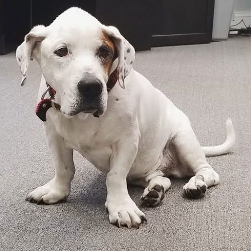 Acredale Animal Hospital