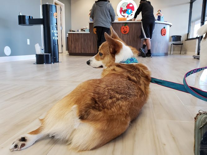 Abbey Animal Hospital