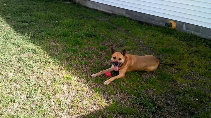 Pound Puppies Pet Sitting
