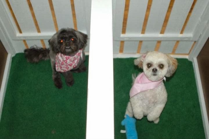 Serenity Pet Spa and Hotel